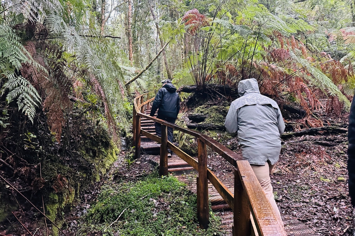 SA Destination Experts hiking through Lahuen Nadi temperate rainforest in Lake District, Chile