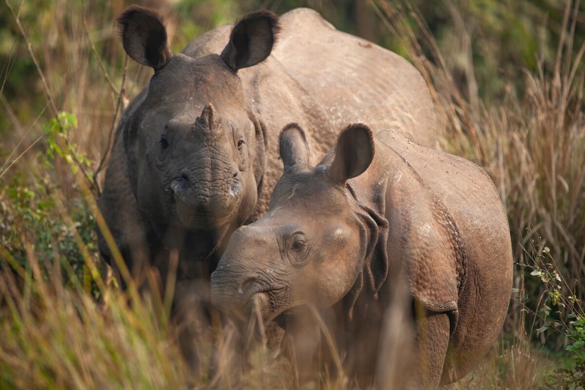 Mother and baby Rhinoceros grazing in a forest clearing in Chitwan National Park, Nepal