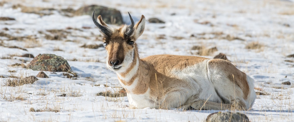 Pronghorn in Yellowstone National Park winter