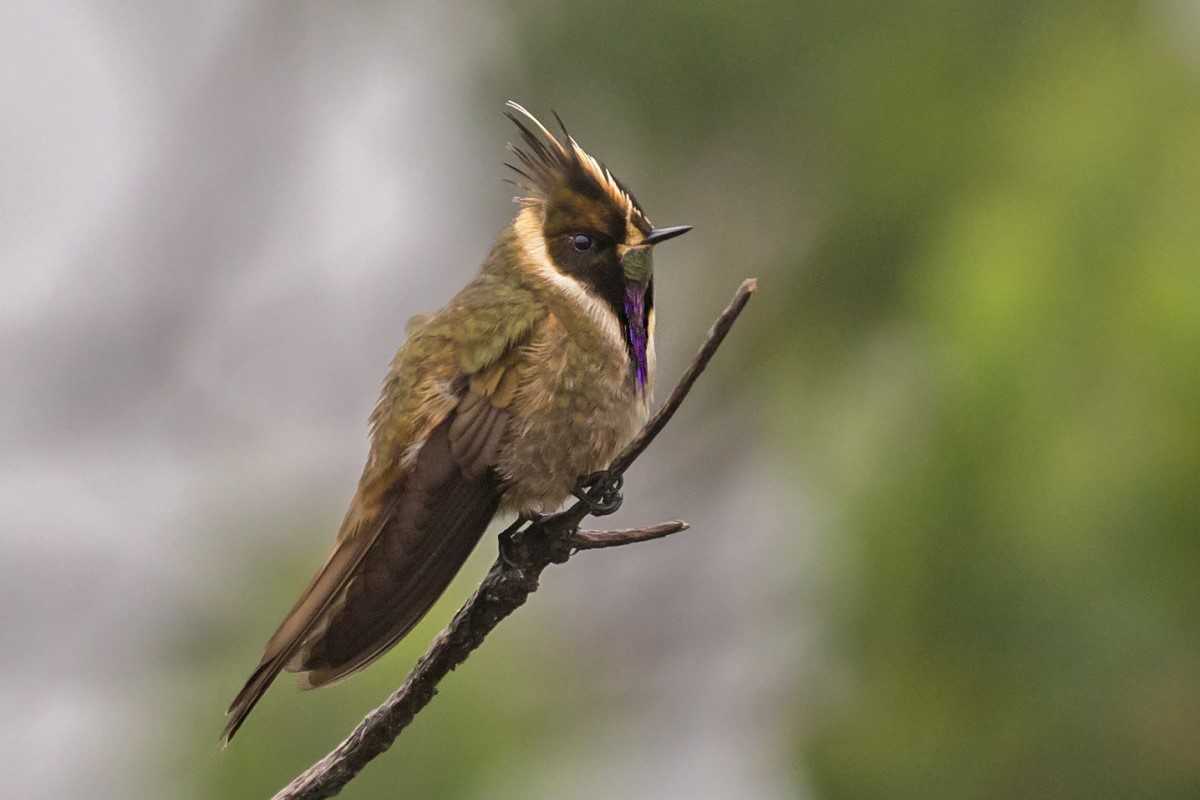 Buffy helmetcrest, rare bird found only in the Colombian Central Andes