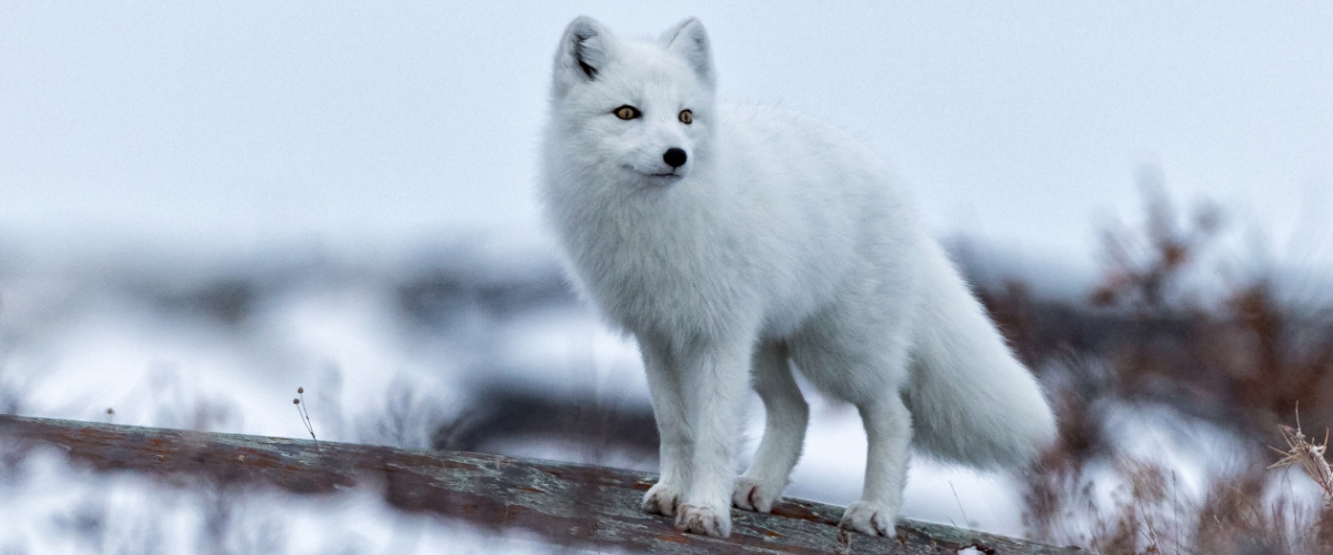 White Arctic fox standing in winter snow
