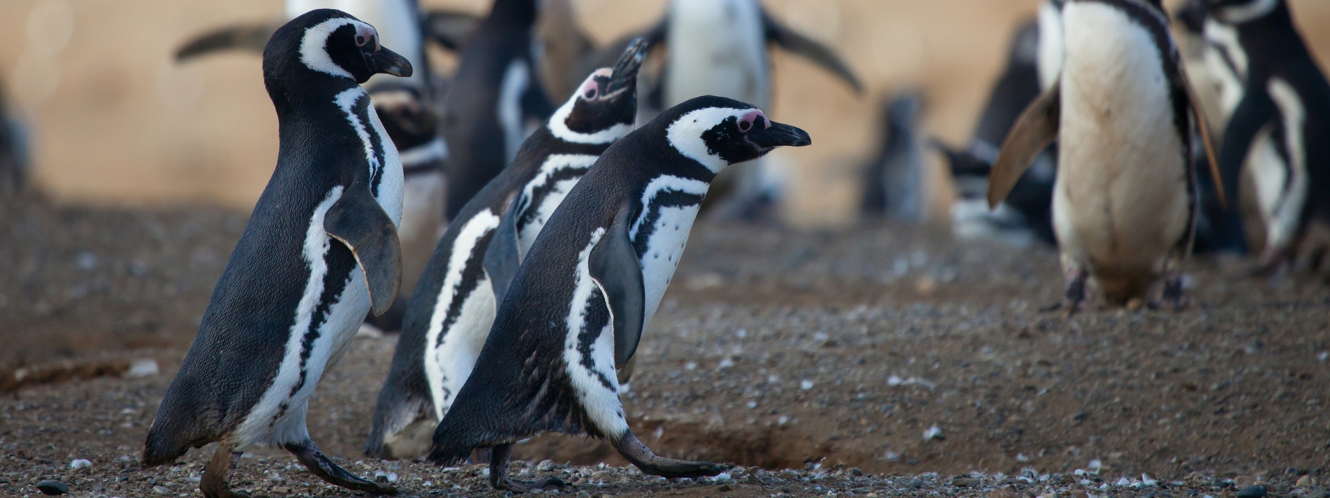 Magellanic Penguins in Patagonia, Chile