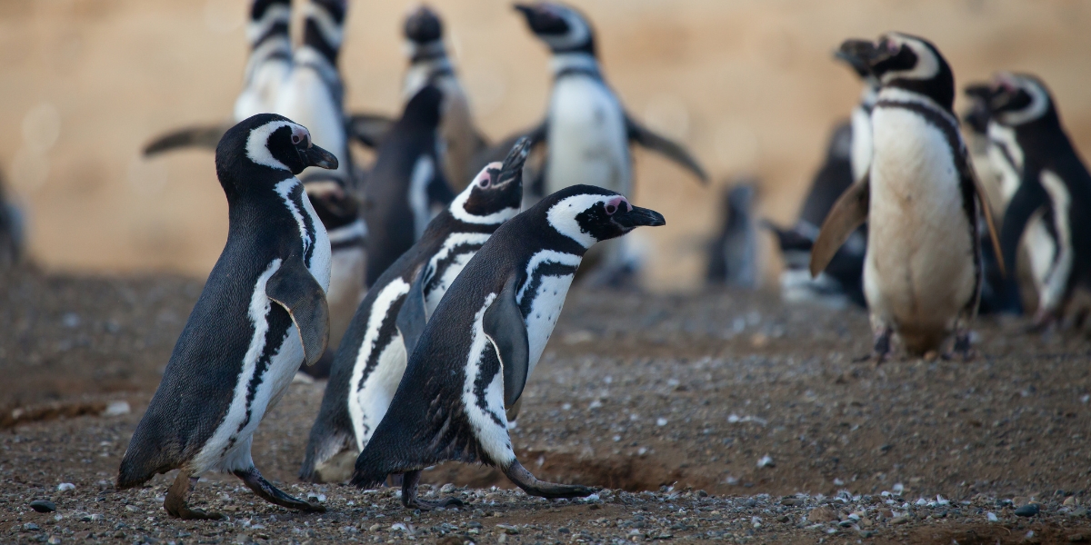 Magellanic Penguins in Patagonia, Chile