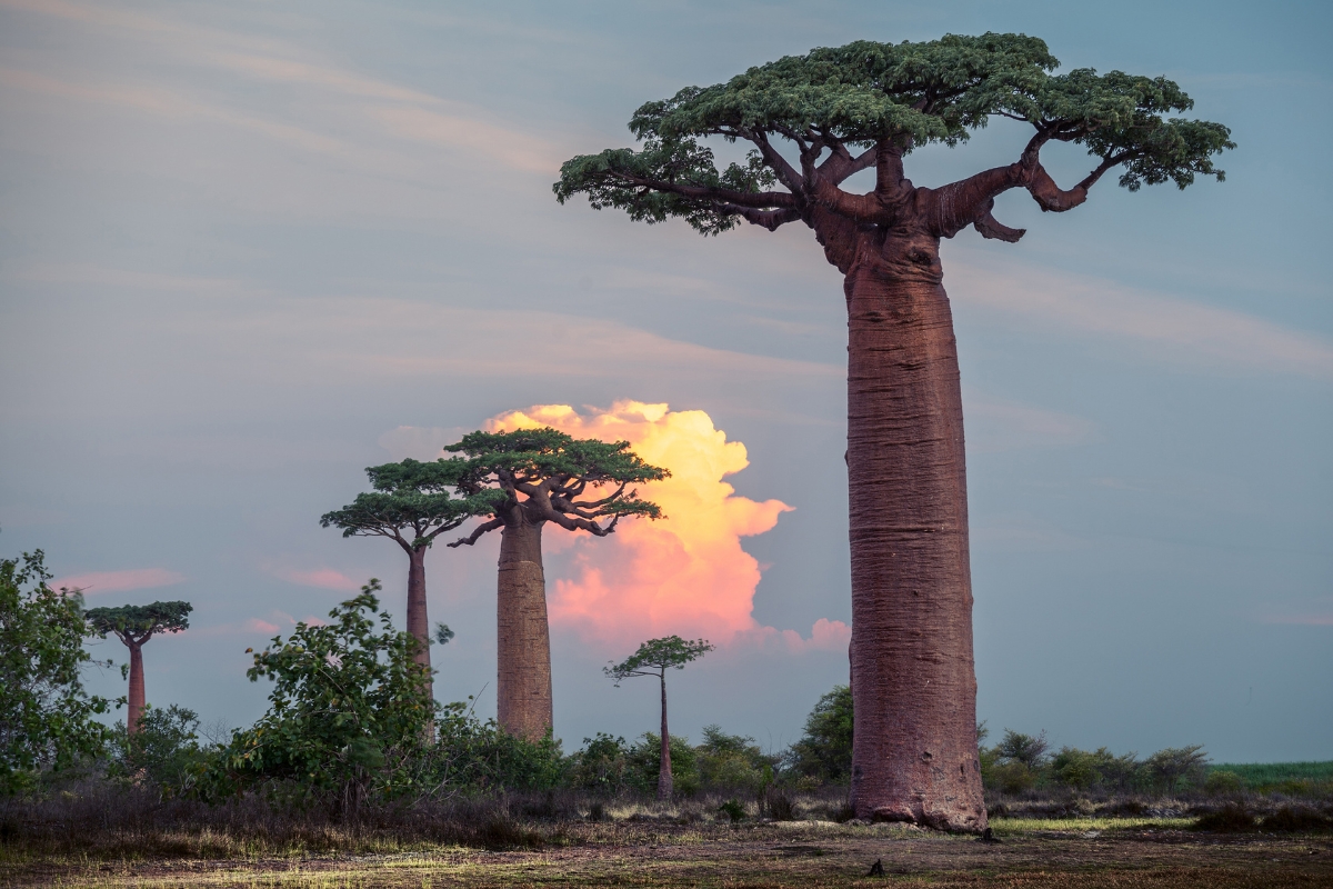 Baobab trees in Africa, Madagascar