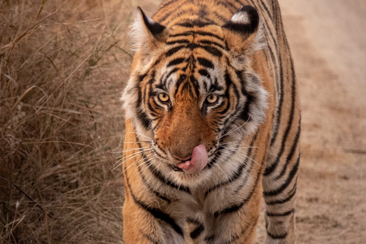 Bengal tiger at Pench National Park in India