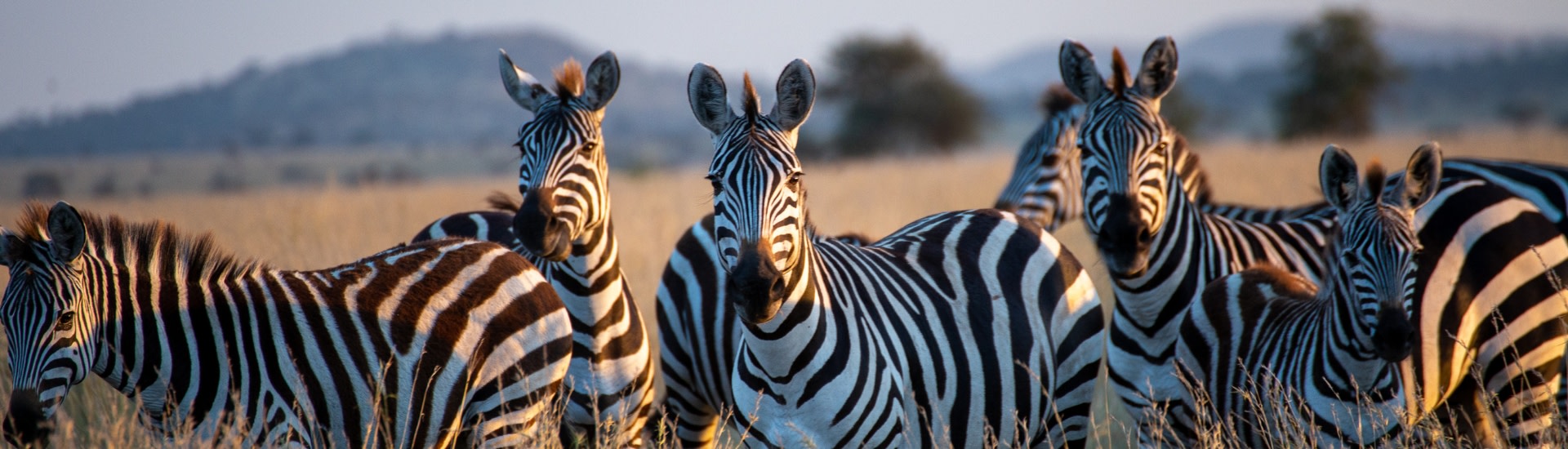 Zebras in Serengeti National Park, Tanzania