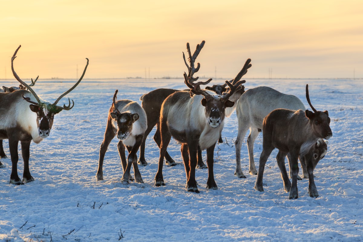 arctic-norway-reindeer