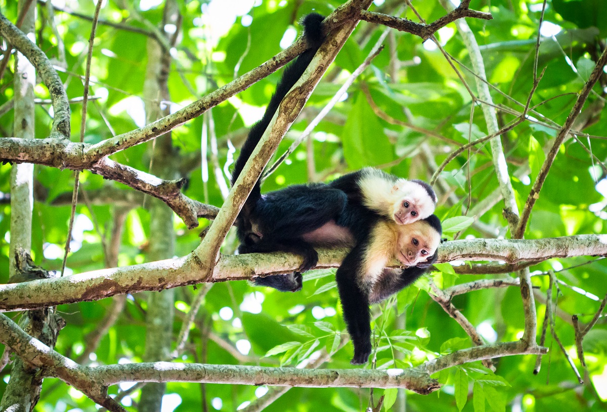 02. Monkeying around in Tortuguero National Park.