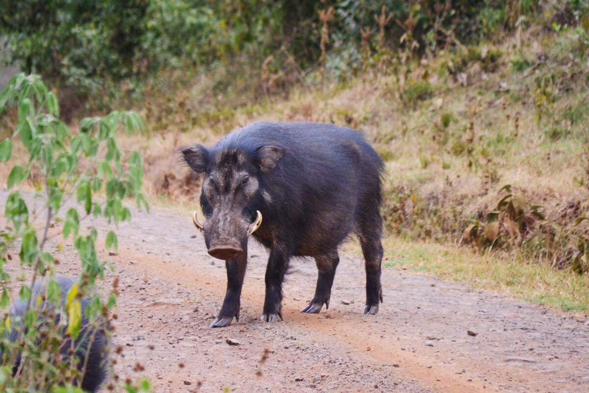 Rare giant forest hog spotted in Aberdare National Park, Kenya