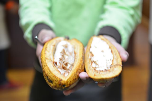 Cacao fruit and seeds Shriram Rajagopalan