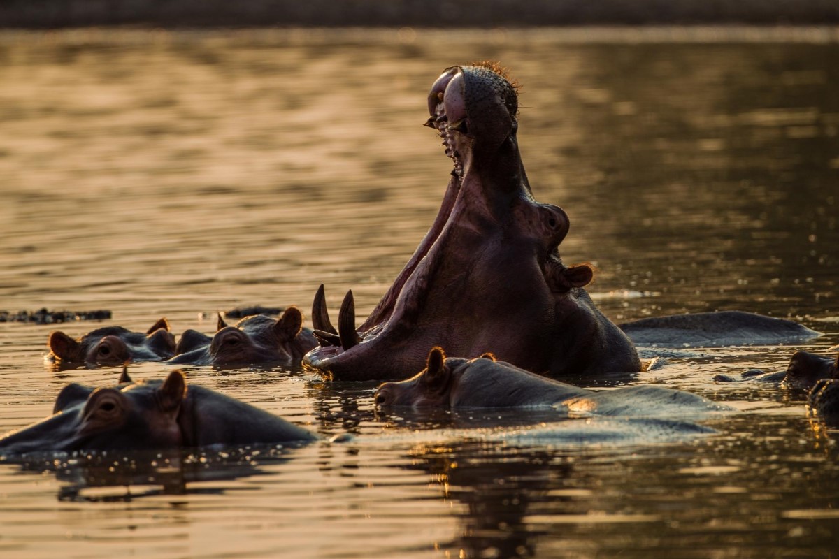 Hippopotamus yawning at Mana Pools National Park in Zimbabwe