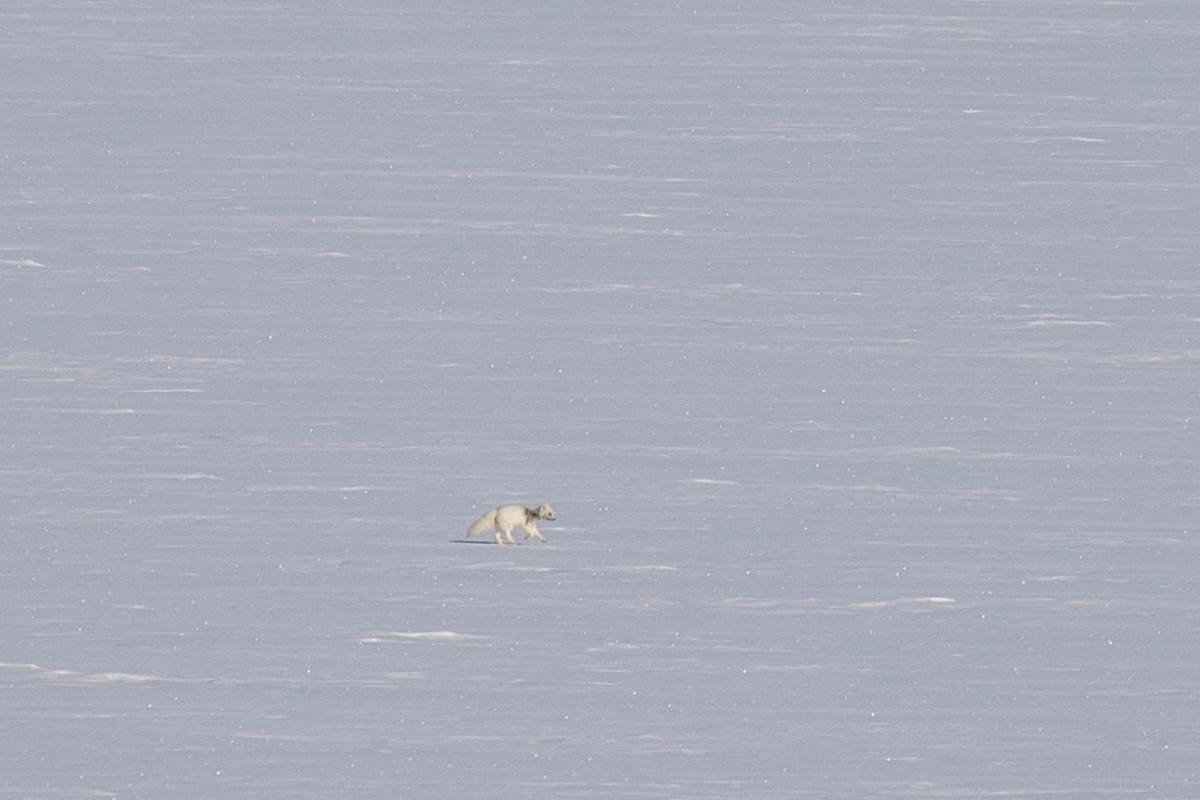 3-sa-expeditions-the-arctic-fox-svalbard-spitsbergen