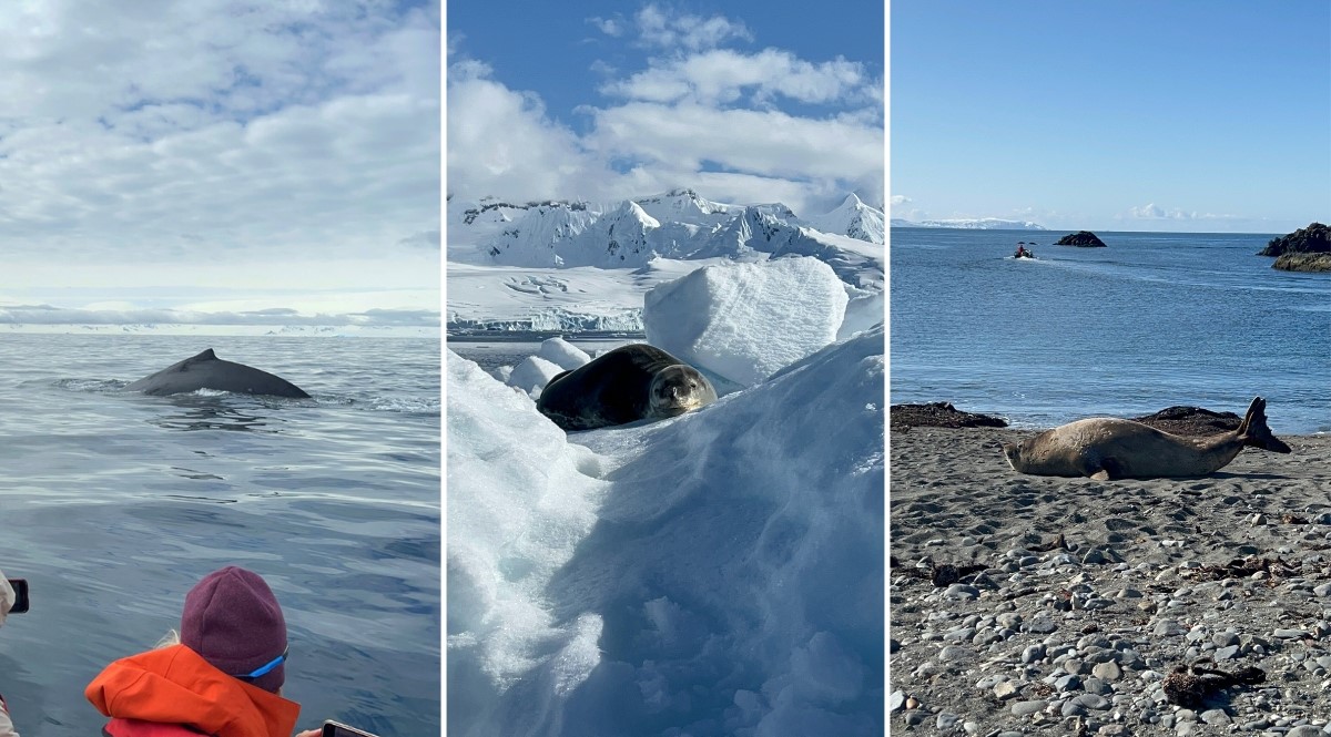 Orca, leopard seal, and seal in Antarctica zodiac cruise