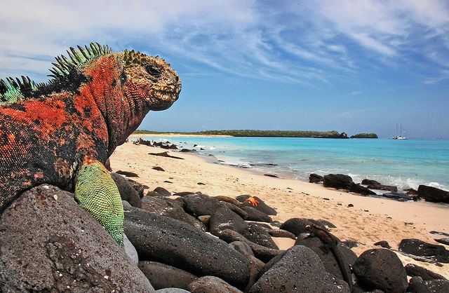 Marine-Iguana