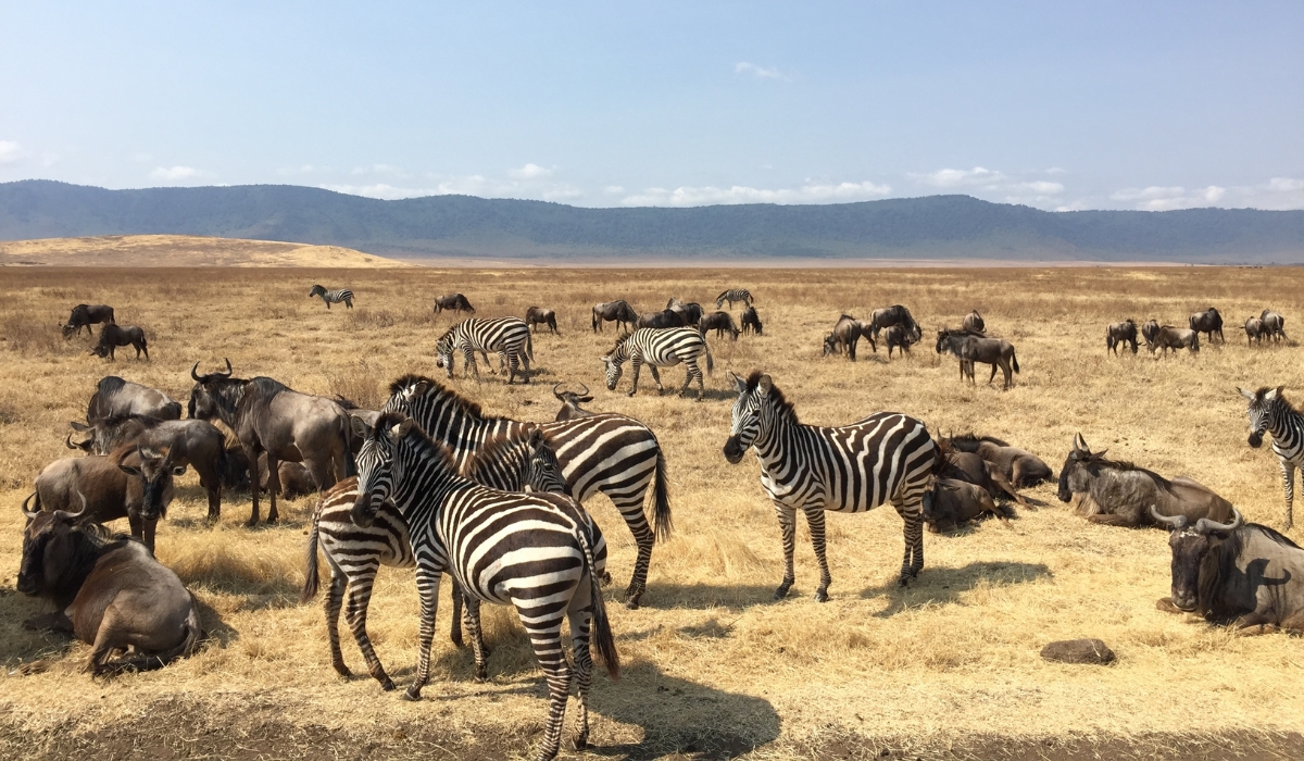 Zebras and wildebeests in Ngorongoro Crater, Tanzania