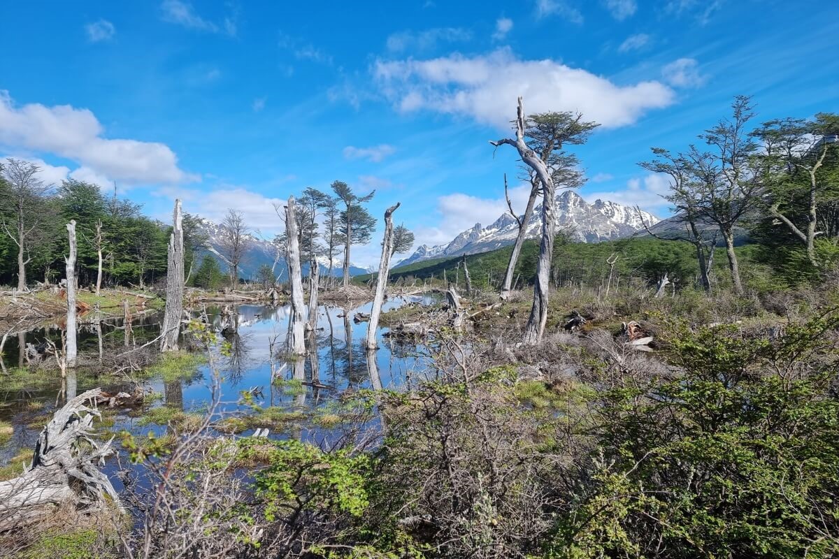 Beavers destroy trees and environment in Ushuaia Patagonia Argentina