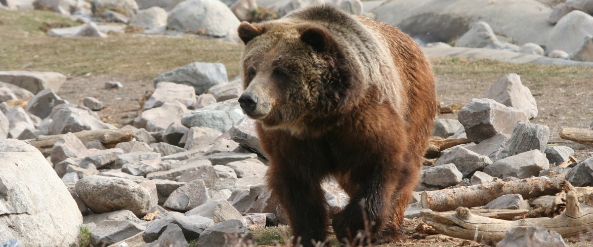 Grizzly bear in Yellowstone National Park