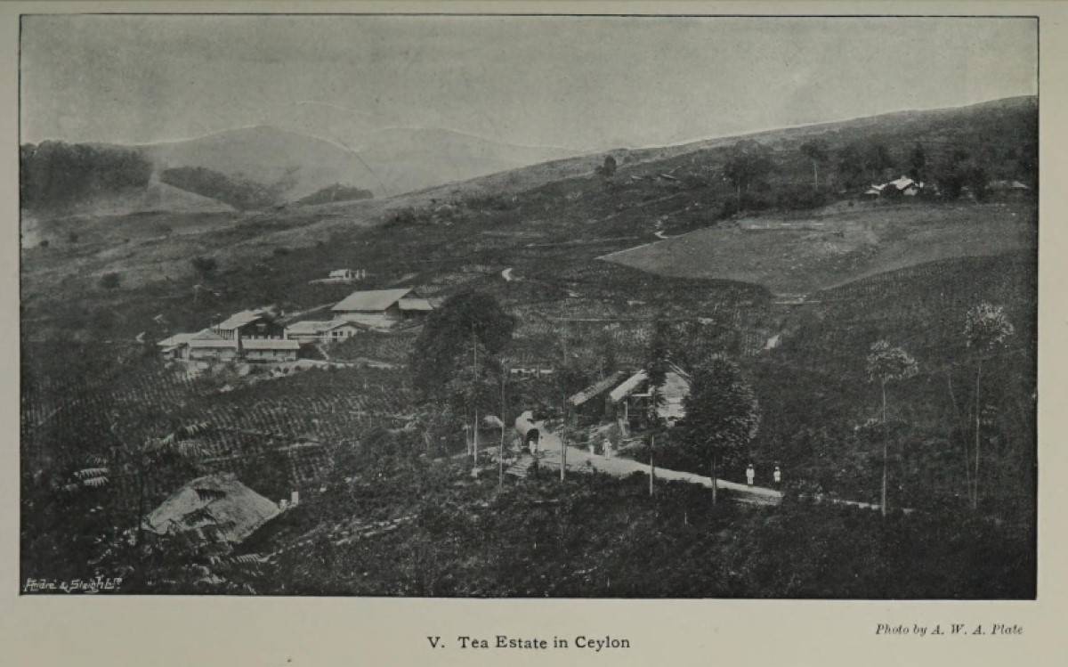 Tea Estate in British Ceylon, Sri Lanka, Photo by AWA Plate, January 1922