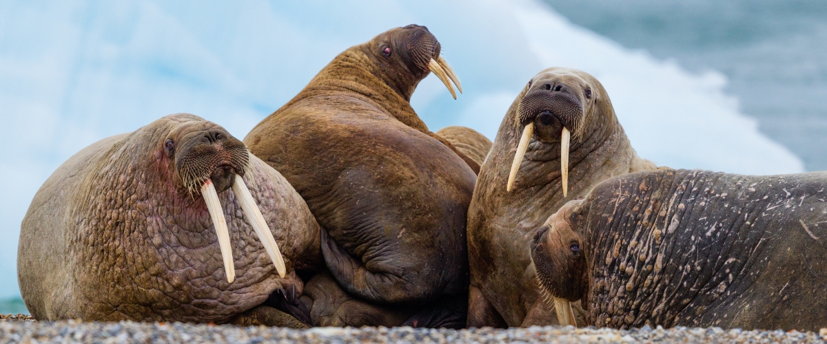 Walruses lounging on a beach in the Arctic