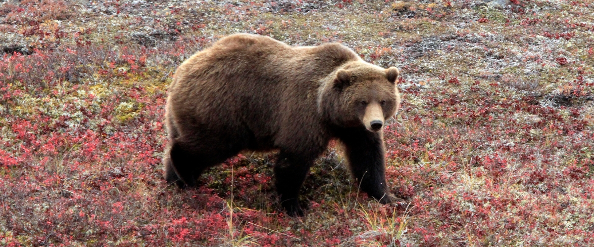Grizzly bear roaming Denali National Park, Alaska