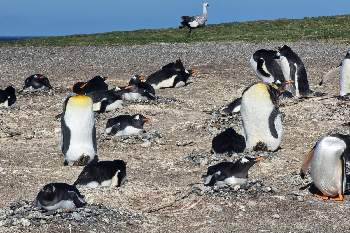 Penguins in Patagonia Ushuaia Martillo Island, Argentina