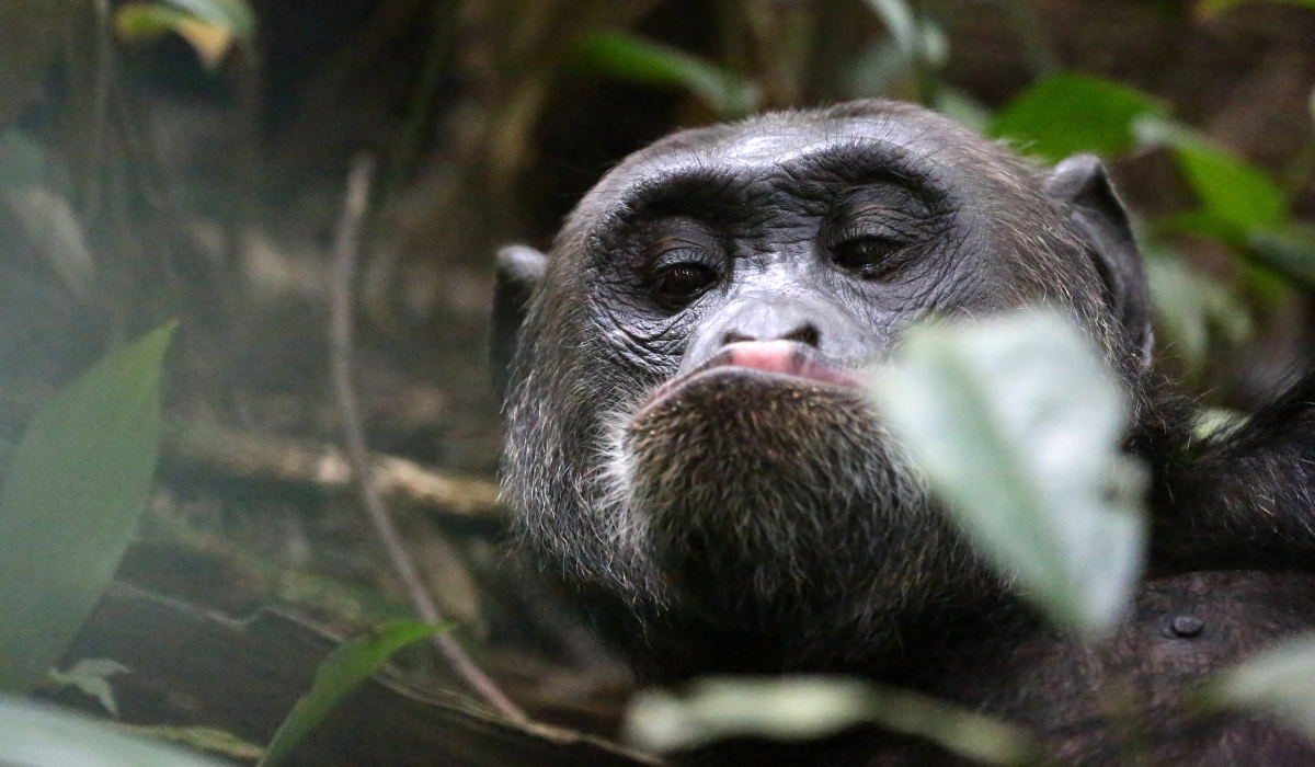 Chimpanzee making funny face in Kibale National Park, Uganda