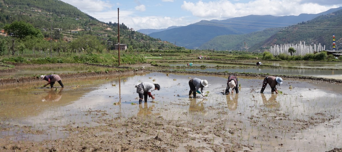 Famers planting rice in Paro, Bhutan