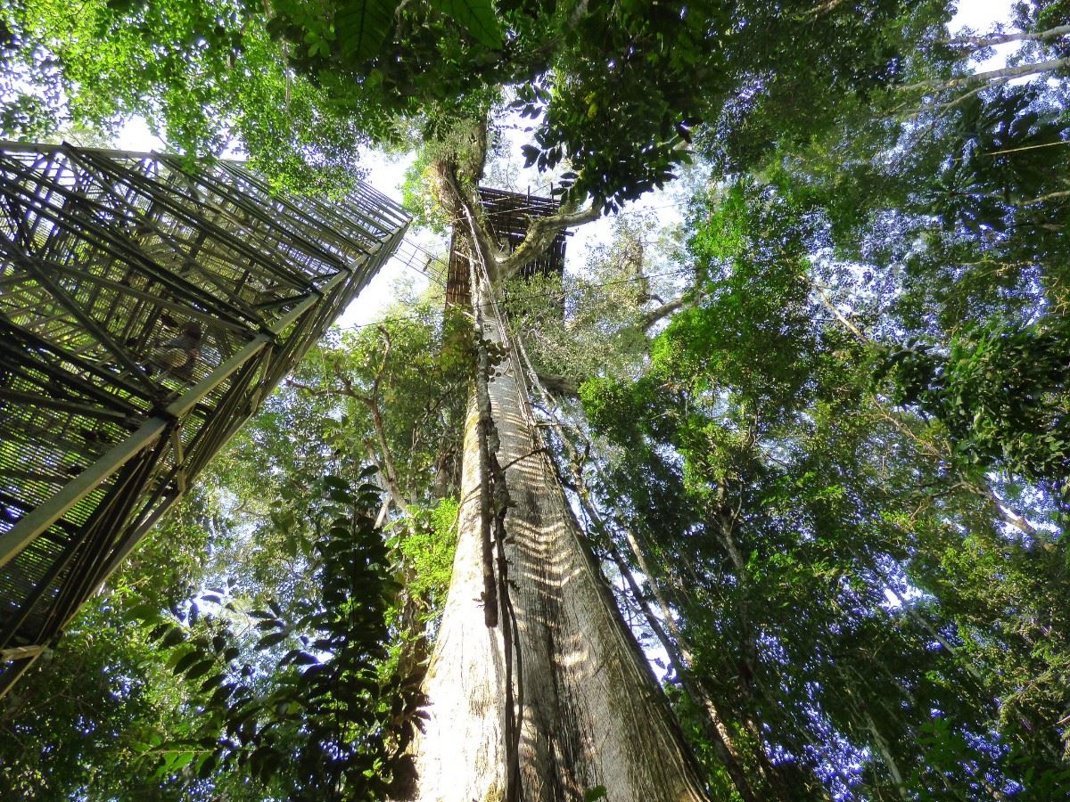 Canopy tower Manatee