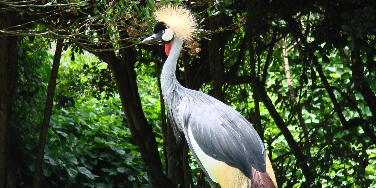 Grey Crown Crane national bird in Uganda