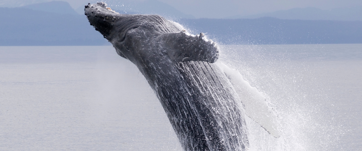 Humpback whale breaching in Frederick Sound, Alaska