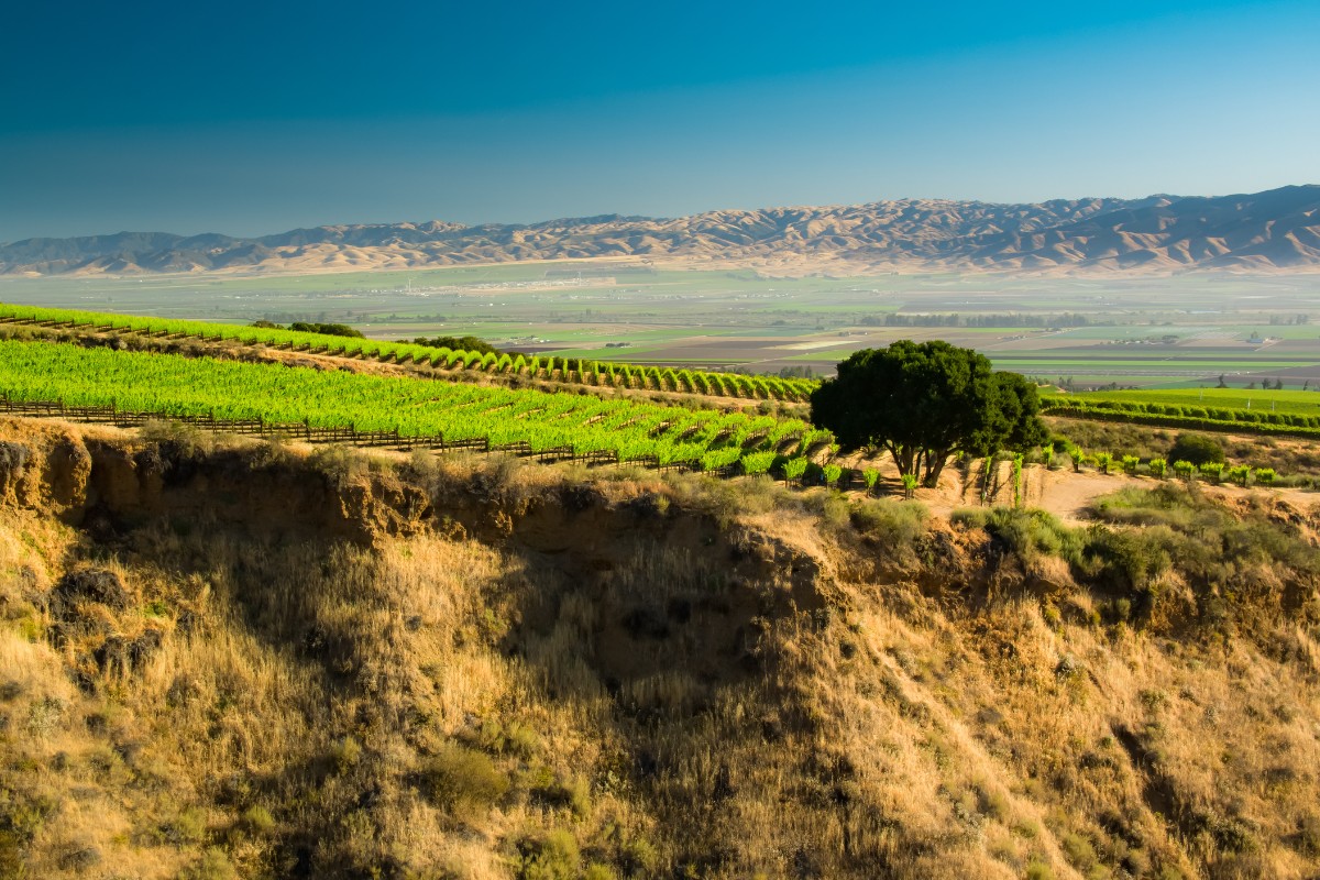 Hillside vineyard in Monterey County, California