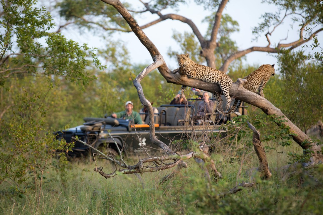 Photo 6 - Londolozi-safari-3
