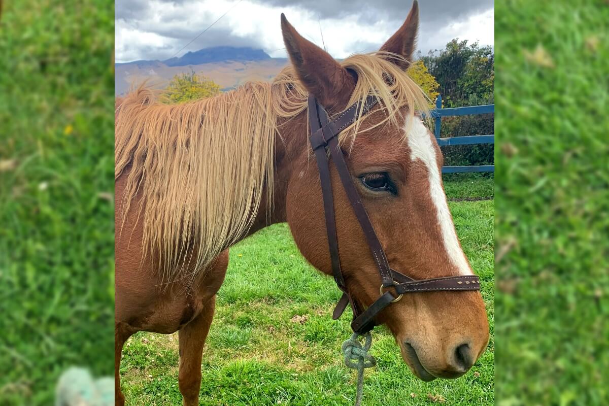 Pelucon - Horse Empowerment at El Porvenir, Ecuador