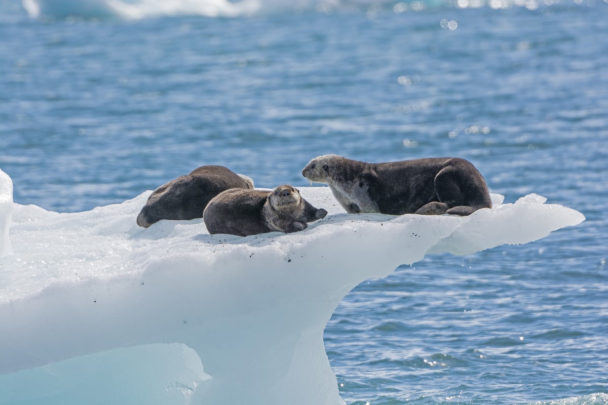 5-alaska-prince-william-sound-sea-otters-iceberg-columbia-glacier