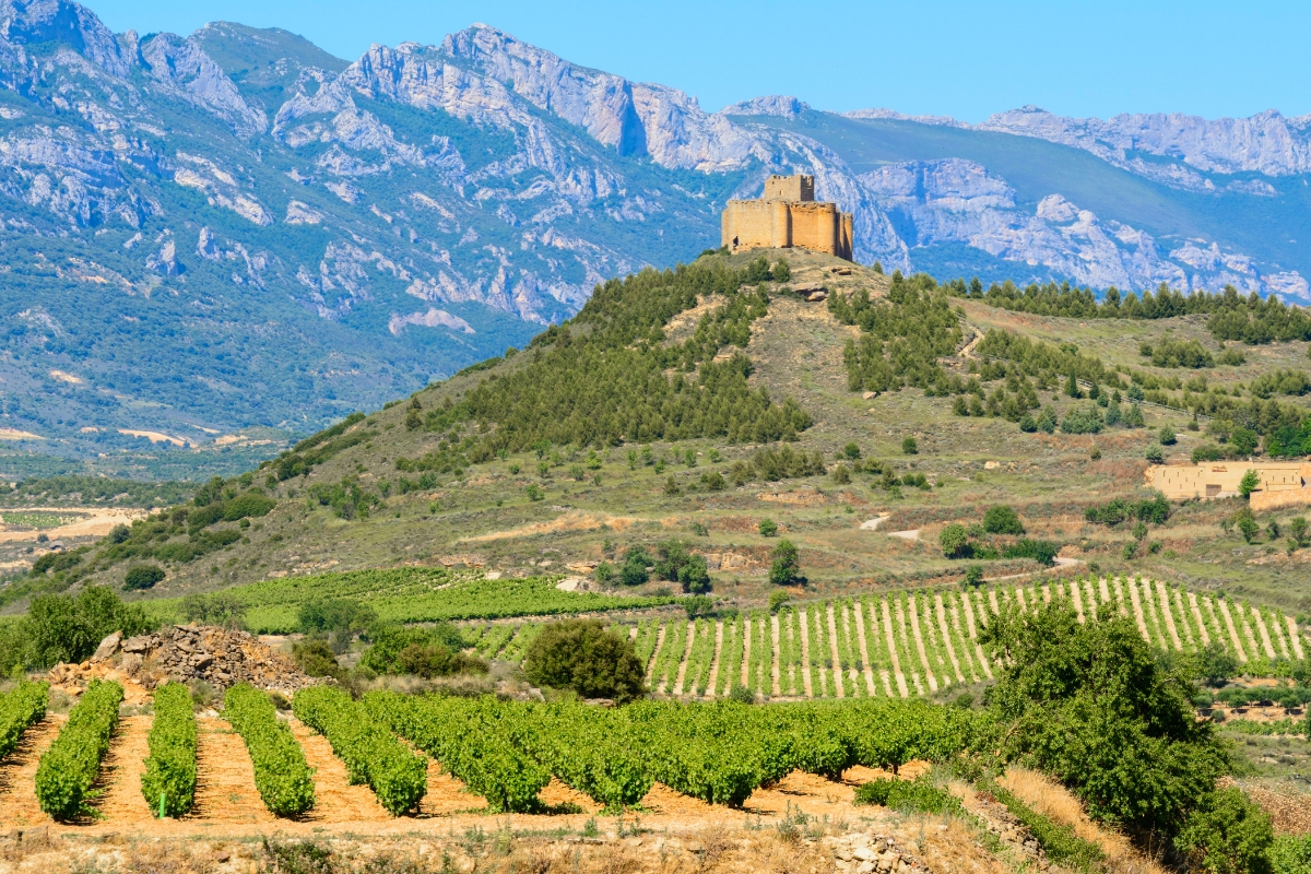 Vineyards with castle and mountain background in La Rioja, Spain