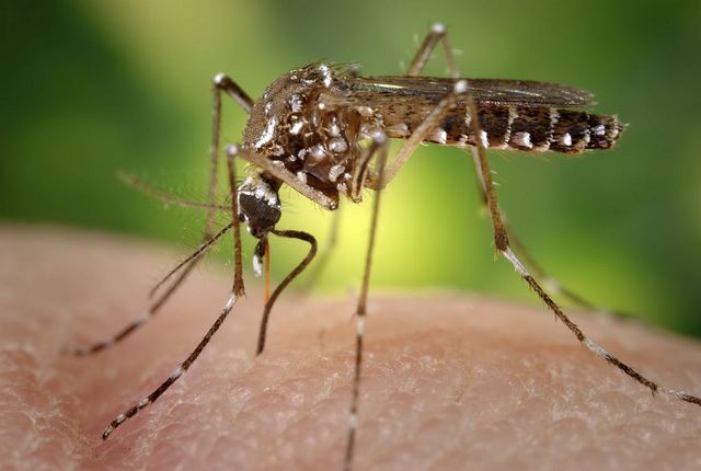 Aedes-aegypti-James-Gathany