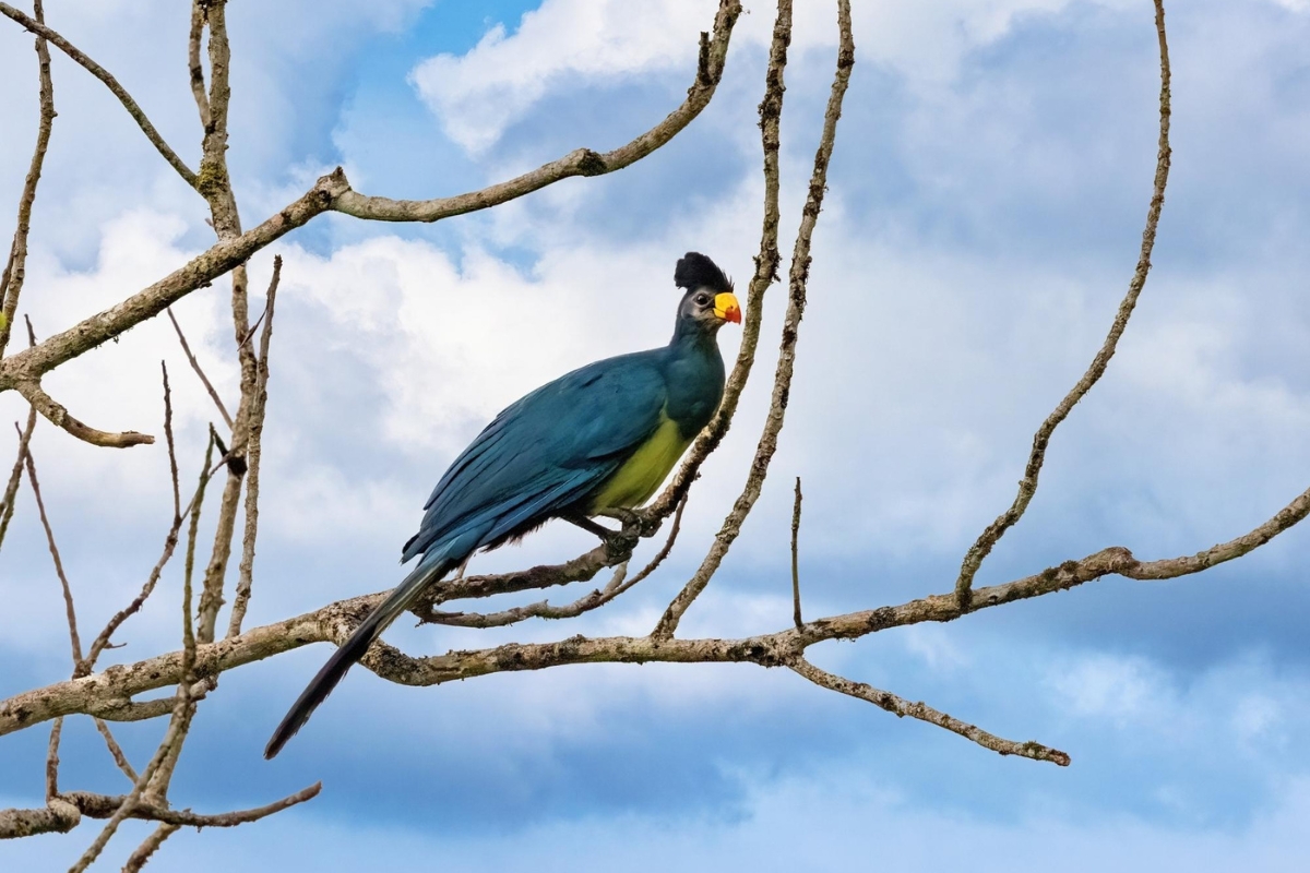 Great blue turaco bird in Kibale National Park, Uganda