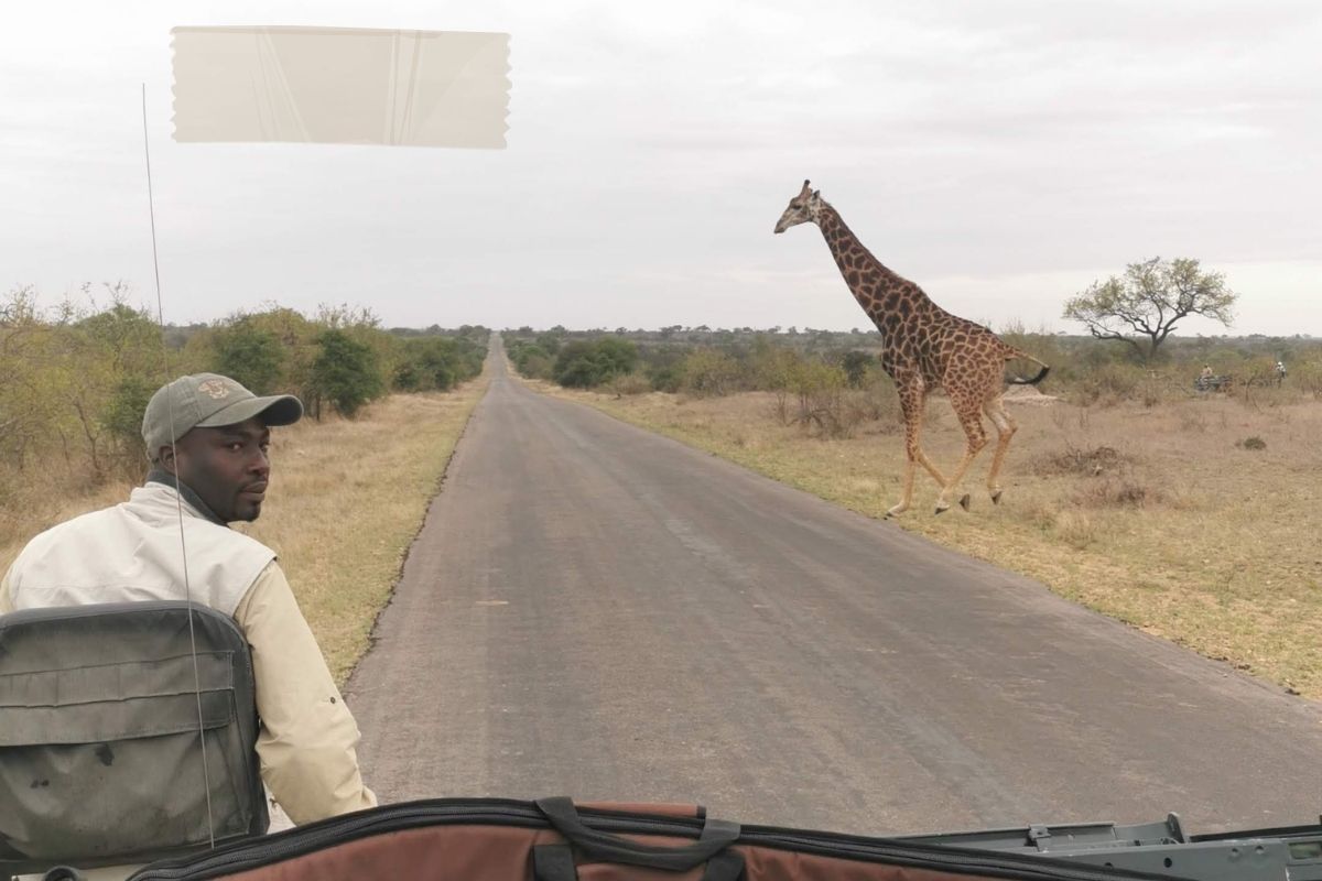 5-kruger-national-park-giraffe-south-africa-safari
