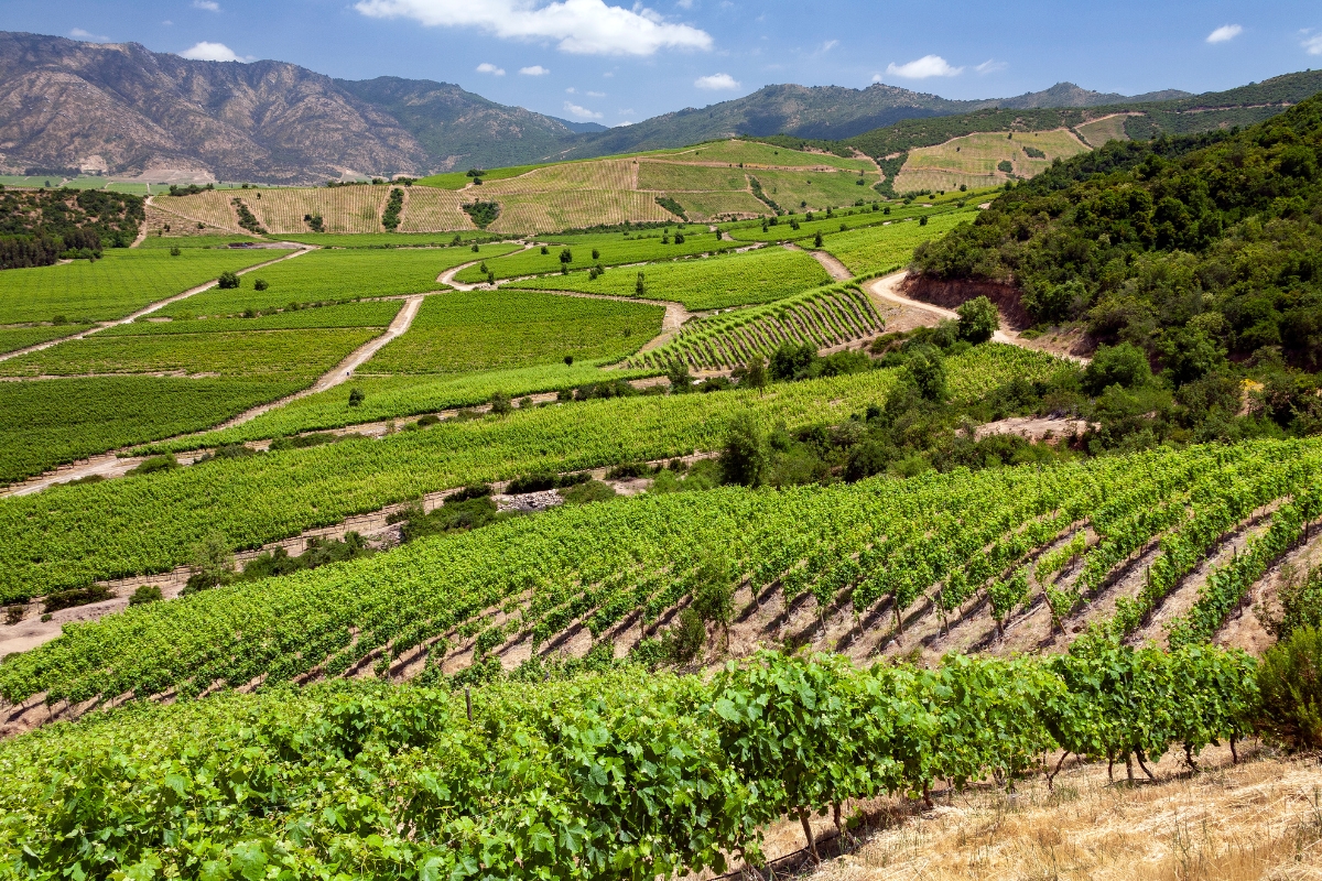 Wine vineyards in the Colchagua Valley, Chile