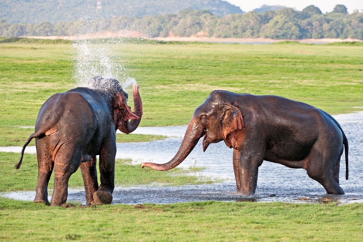 Asian elephants playing in Minneriya National Park, Sri Lanka.