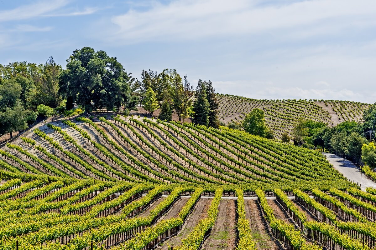 A Central Coast California vineyard