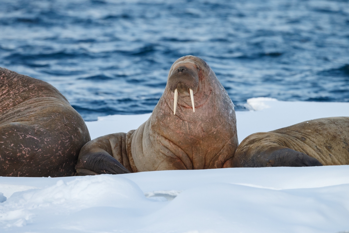 Walruses relaxing in Spitsbergen, Svalbard, Norway in the Arctic