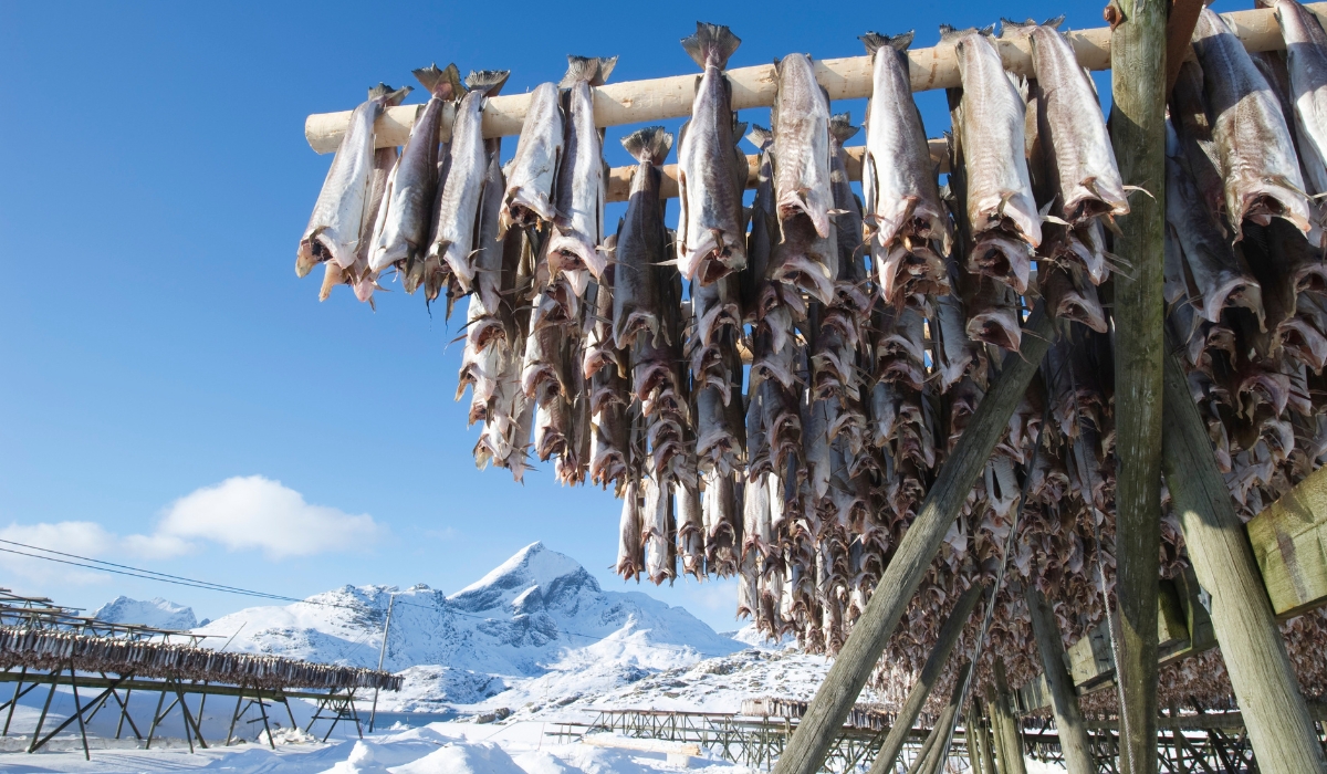 Fish hang on drying rack in Norwegian fishery in Norway