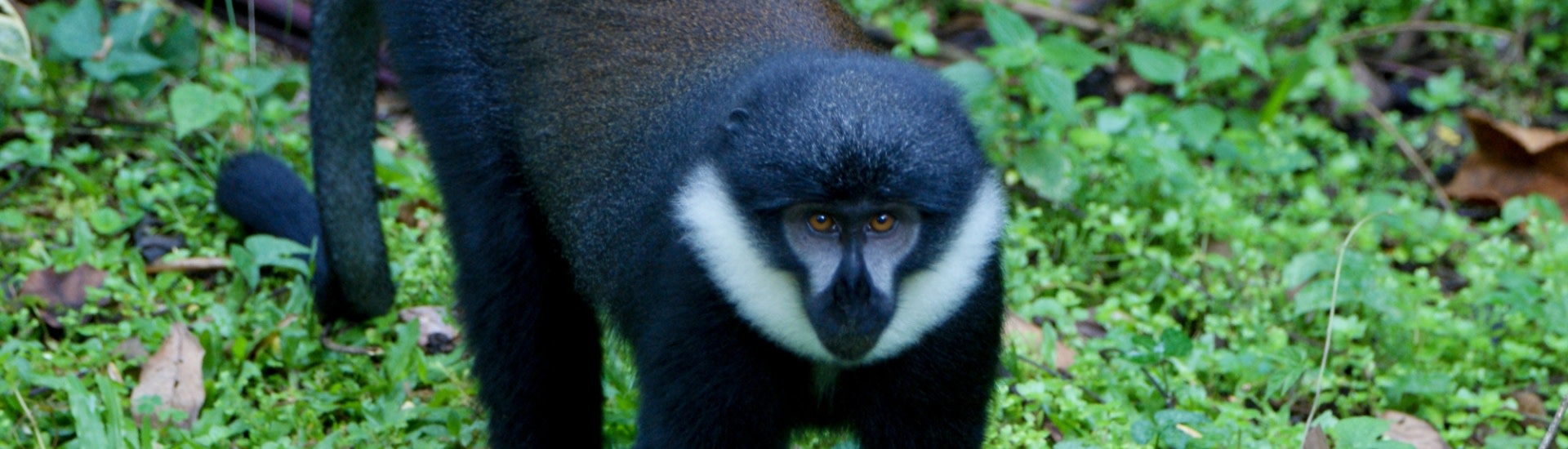 l’Hoest’s monkey in Nyungwe Forest National Park, Rwanda
