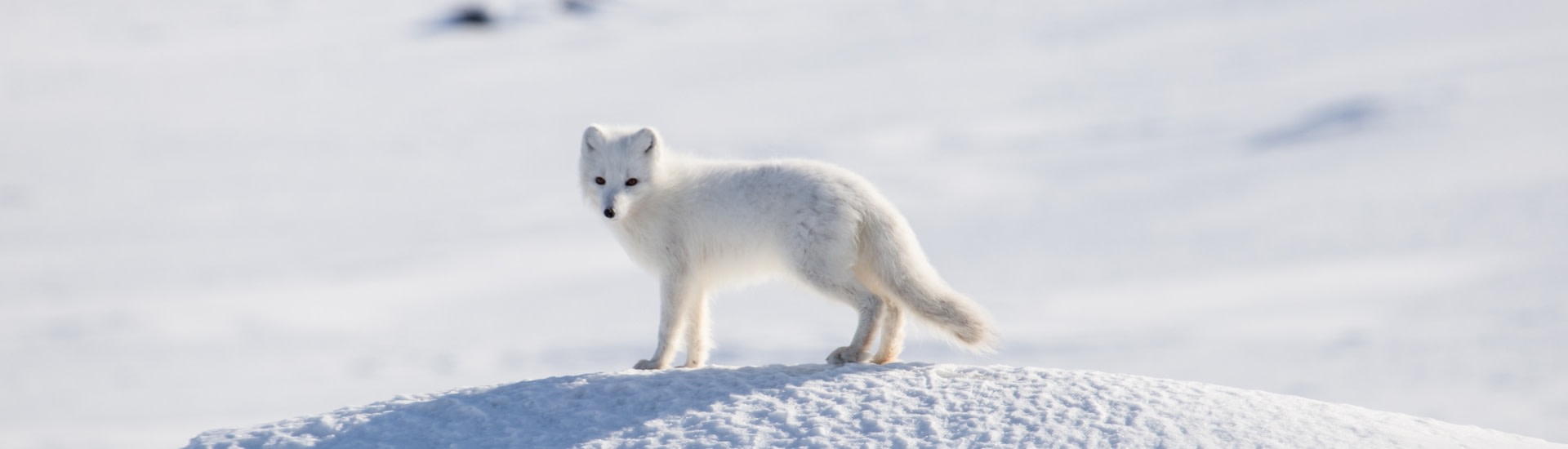 Arctic fox in the open snow