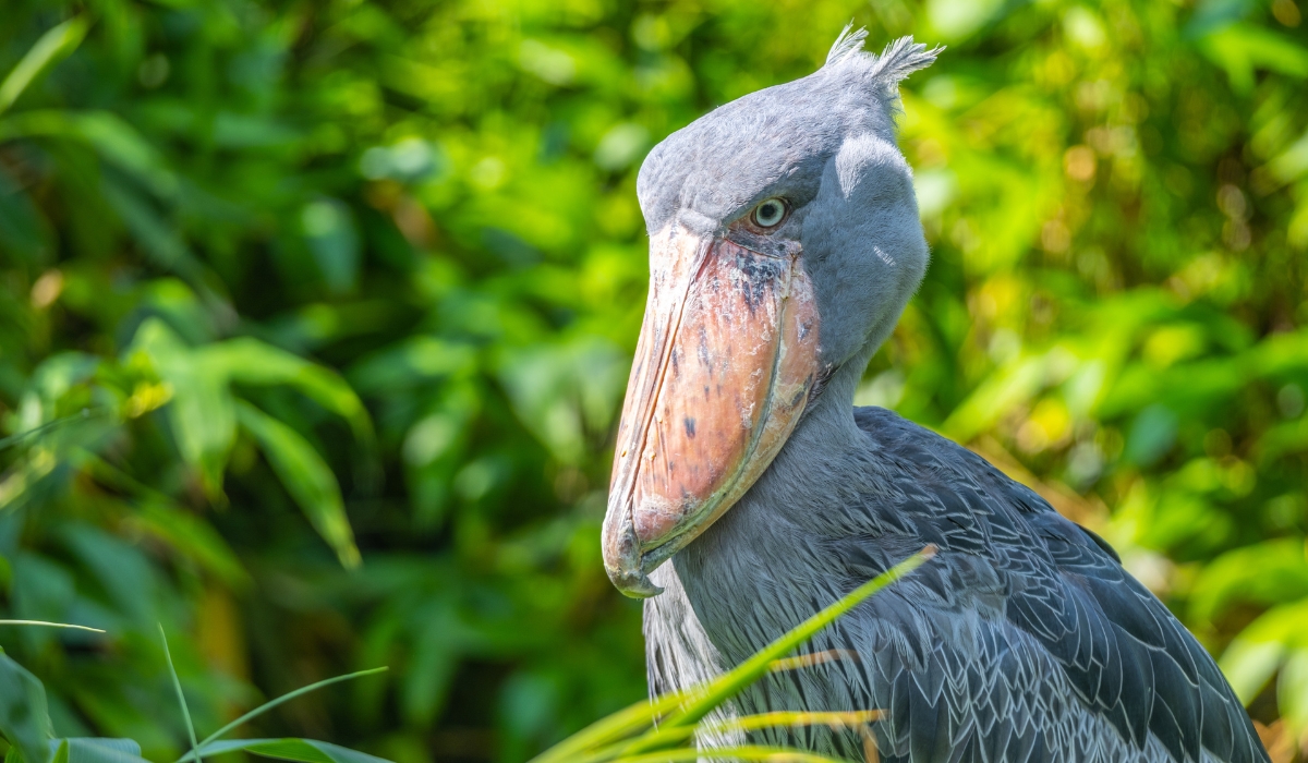Shoebill bird in Mabamba Swamp, Uganda