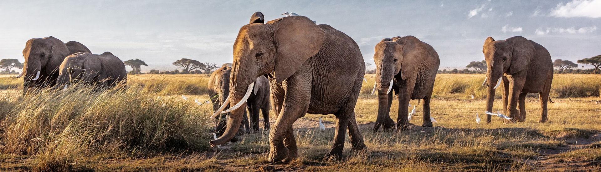 Elephants walking on the savanna plains of Kenya