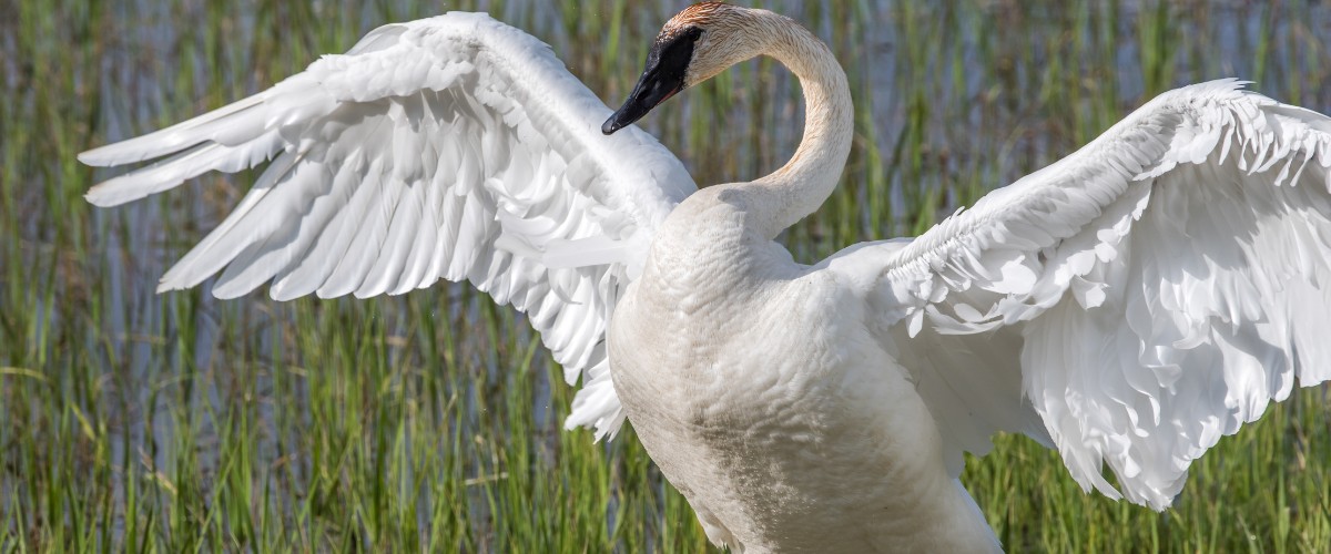 Trumpeter swan in Yellowstone National Park