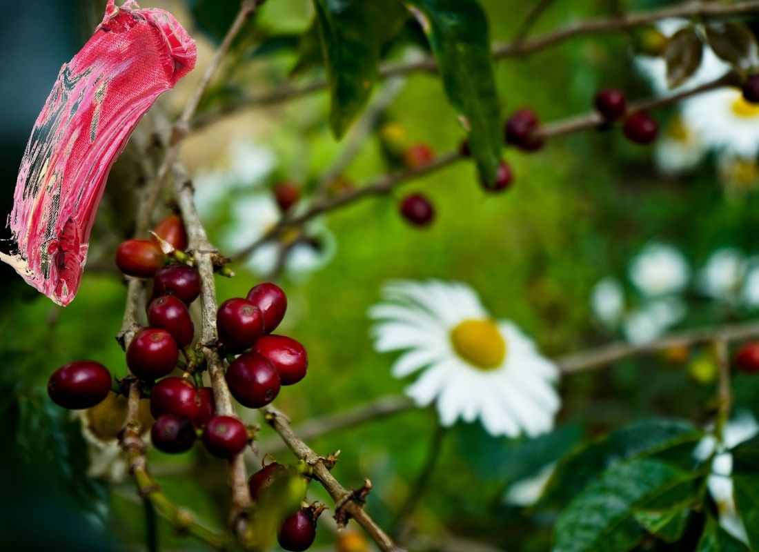 Panama Boquete Coffee Plant Sarah Dib