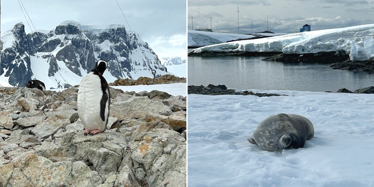 Gentoo penguin and Weddell seal in Antarctica